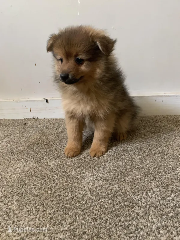 💙 – Pomeranian puppy for sale in King George, VA