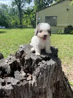 Pup pup, a male Poodle - Toy  for sale in Fort Washington, MD – 4 of 4