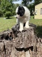 🥰Sweetheart🥰, a female Cavapoo for sale in King George, VA – 2 of 3