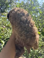 💙, a male Poodle - Miniature  for sale in Fort Washington, MD – 4 of 4