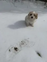 Princess, a female Shih Tzu for sale in King George, VA – Photo 2 of 4