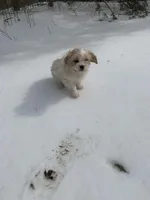 Princess, a female Shih Tzu for sale in King George, VA – Photo 3 of 4