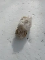 Princess, a female Shih Tzu for sale in King George, VA – Photo 4 of 4