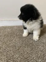 Girl , a female Pomeranian for sale in King George, VA – Photo 2 of 3