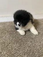 Girl , a female Pomeranian for sale in King George, VA – Photo 3 of 3