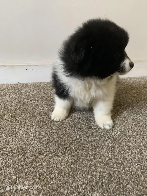 Girl  – Pomeranian puppy for sale in King George, VA