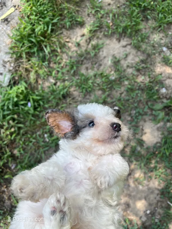 Pup pup – Poodle - Toy  puppy for sale in Fort Washington, MD