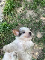 Pup pup, a male Poodle - Toy  for sale in Fort Washington, MD – 1 of 4