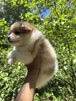 💙King💙, a male Pomeranian for sale in Fort Washington, MD – 2 of 4