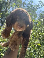 💙, a male Poodle - Miniature  for sale in Fort Washington, MD – 2 of 4