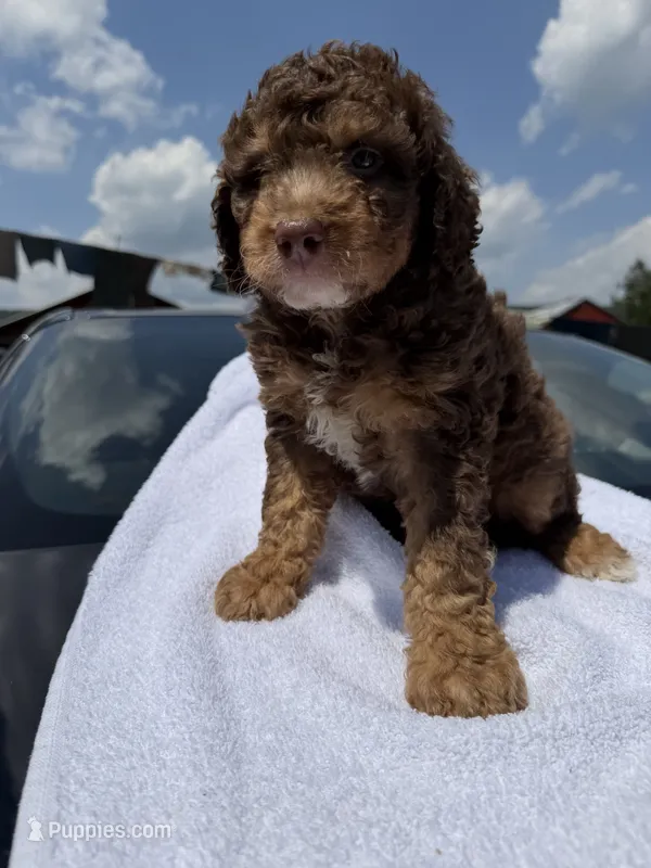 💙 – Poodle - Miniature  puppy for sale in Fort Washington, MD