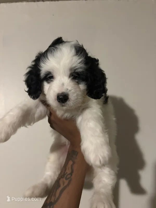 🥰Sweetheart🥰 – Cavapoo puppy for sale in Fort Washington, MD