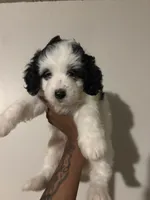 🥰Sweetheart🥰, a female Cavapoo for sale in Fort Washington, MD – 1 of 3