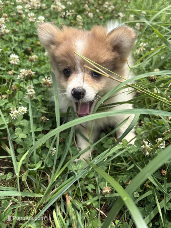 💙King💙 – Pomeranian puppy for sale in Fort Washington, MD