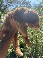 💙, a male Poodle - Miniature  for sale in Fort Washington, MD – 3 of 4