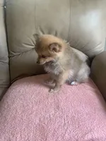 💙, a male Pomeranian for sale in Fort Washington, MD – Photo 3 of 4