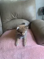 💙, a male Pomeranian for sale in Fort Washington, MD – Photo 4 of 4