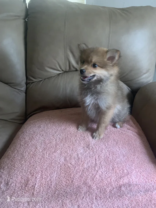 💙 – Pomeranian puppy for sale in Fort Washington, MD