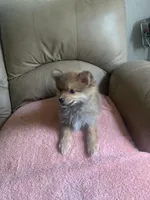 💙, a male Pomeranian for sale in Fort Washington, MD – Photo 2 of 4