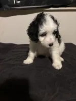 🥰Sweetheart🥰, a female Cavapoo for sale in Fort Washington, MD – 2 of 3
