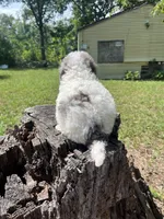 Pup pup, a male Poodle - Toy  for sale in Fort Washington, MD – 3 of 4