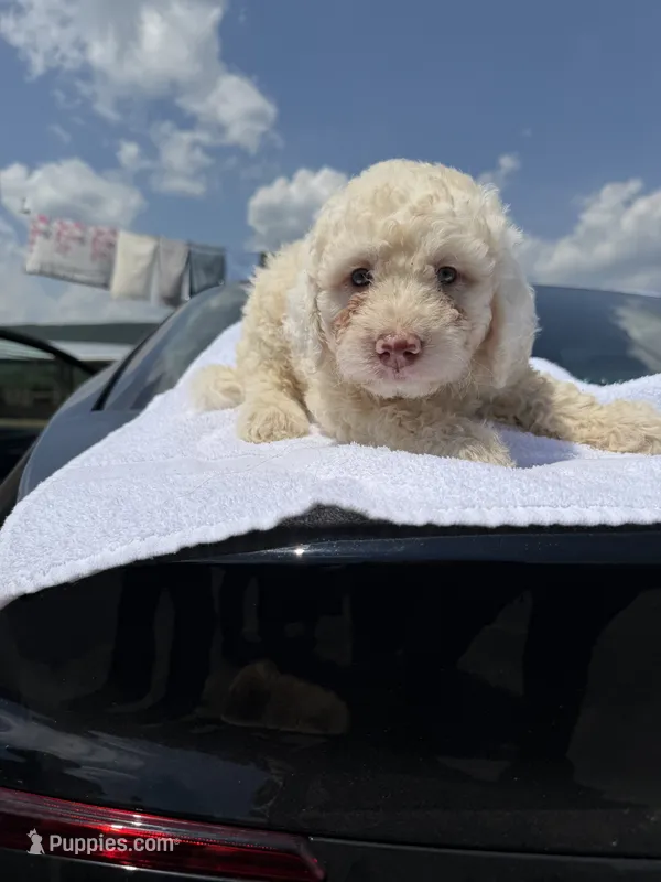 💙 – Poodle - Toy  puppy for sale in Fort Washington, MD