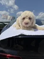 💙, a male Poodle - Toy  for sale in Fort Washington, MD – 1 of 3