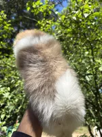 💙King💙, a male Pomeranian for sale in Fort Washington, MD – 4 of 4