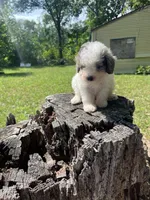 Pup pup, a male Poodle - Toy  for sale in Fort Washington, MD – 2 of 4