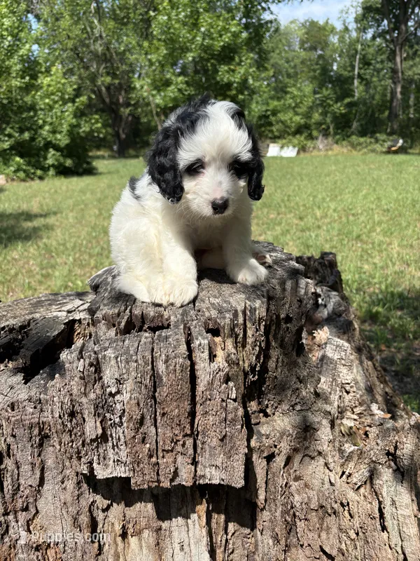 🥰Sweetheart🥰 – Cavapoo puppy for sale in Fort Washington, MD