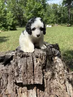 🥰Sweetheart🥰, a female Cavapoo for sale in King George, VA – 1 of 3