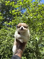 💙King💙, a male Pomeranian for sale in Fort Washington, MD – 3 of 4