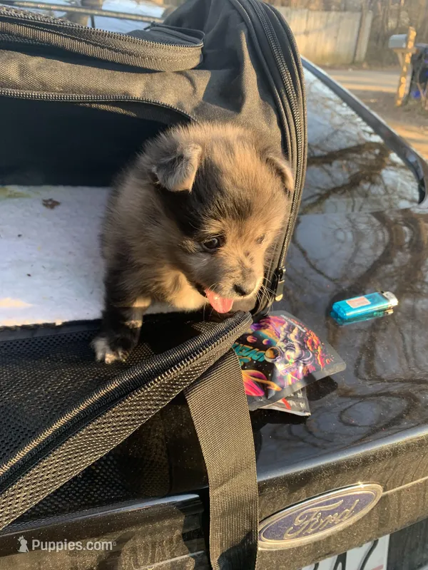 💙 – Pomeranian puppy for sale in King George, VA