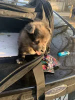 💙, a male Pomeranian for sale in King George, VA – Photo 1 of 3