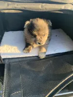 💙, a male Pomeranian for sale in King George, VA – Photo 2 of 3
