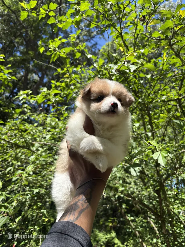 💙King💙 – Pomeranian puppy for sale in Fort Washington, MD