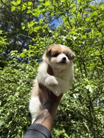 💙King💙, a male Pomeranian for sale in Fort Washington, MD – 1 of 4