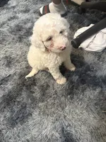 💙, a male Poodle - Toy  for sale in Fort Washington, MD – 2 of 3