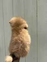 🥰Princess🥰, a female Pomeranian for sale in Fort Washington, MD – 3 of 3