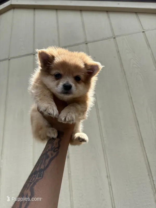 🥰Princess🥰 – Pomeranian puppy for sale in Fort Washington, MD
