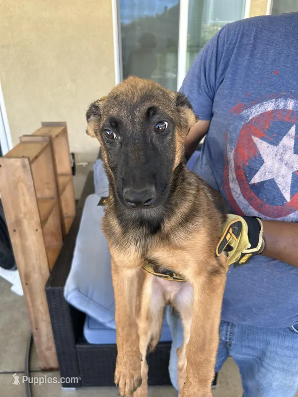 Artemis  – Belgian Malinois puppy for sale in Winchester, CA