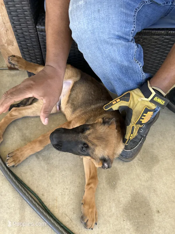 Sarge – Belgian Malinois puppy for sale in Winchester, CA