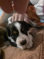Goose, a male Toy Australian Shepherd for sale in Cowpens, SC – 2 of 5