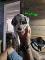 Groover, a male Toy Australian Shepherd for sale in Cowpens, SC – 2 of 4