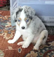 Galaxy, a male Toy Australian Shepherd for sale in Cowpens, SC – 2 of 7