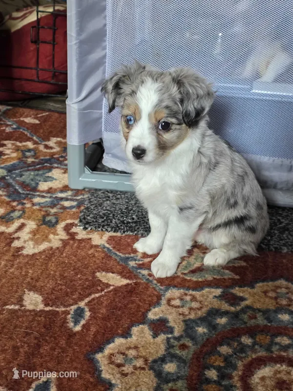 Groover – Toy Australian Shepherd puppy for sale in Cowpens, SC