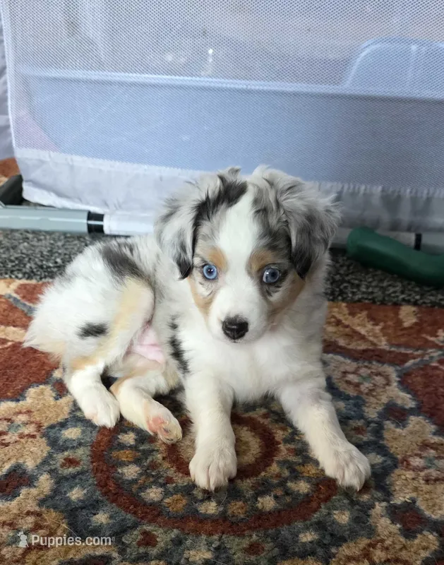 Galaxy – Toy Australian Shepherd puppy for sale in Cowpens, SC