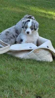 Galaxy, a male Toy Australian Shepherd for sale in Cowpens, SC – 4 of 7