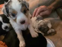 Galaxy, a male Toy Australian Shepherd for sale in Cowpens, SC – 6 of 7