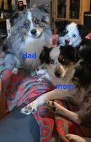 Galaxy, a male Toy Australian Shepherd for sale in Cowpens, SC – 7 of 7